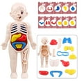 thumbnail image 2 of Esquirla Detachable 3D Human Body Torso Model Early Learning Toy for Demonstration Adults, 2 of 8