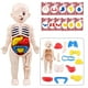 thumbnail image 2 of Modelo realista de torso humano en 3D, juguetes educativos para la escuela, para armar. Órganos del cuerpo humano. Adultos, 2 of 9