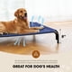 thumbnail image 3 of Cama Elevada para Perros Czpalo para Perros Extra Grandes con Malla y Patas, 3 of 6