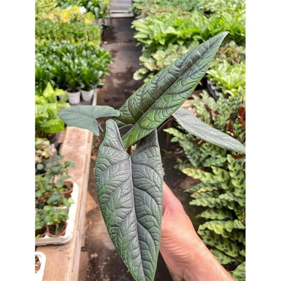 House Plant Dropship 4-ALOCASIA-SCALPRUM 4 in. Alocasia Scalprum Plant