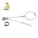 thumbnail image 1 of Labymos Mascotas loro tobillo pie cadenas acero, 1 of 8