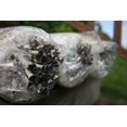 thumbnail image 2 of Kit de cultivo de hongos Root Mushroom Farm 1,4 kg Blue Oyster, 2 of 4