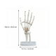 thumbnail image 4 of Modelo de esqueleto de mano humana Modelo de simulación de articulación de mano Suministro educativo, 4 of 6