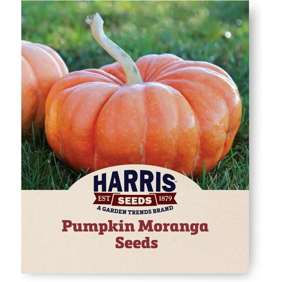 Harris Seeds - Pumpkin Seeds Moranga Variety Salmon Fruit - 250 Seeds