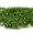 Spring Green, variant on CIYISON Multipurpose Miniature Leaf Model Railway Garden Landscape Set Accessory for Realistic Scenery and Dioramas Decoration