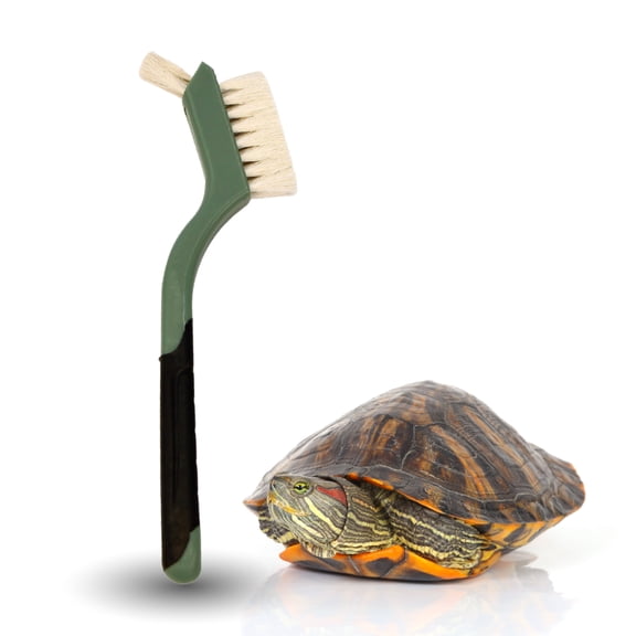 Turtle Cleaning Brush Remove Aquatic Mud, Dirt, & Contaminants from Tortoises Shells & Promoting Shell Health - Goat Hair Bristle Brush with Grip Rubber Handle - Green by Snout and Shell