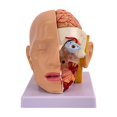 thumbnail image 3 of Modelo anatómico de cabeza humana, herramienta de visualización de educación científica con código, modelo de cerebro para investigación, aprendizaje, 3 of 8