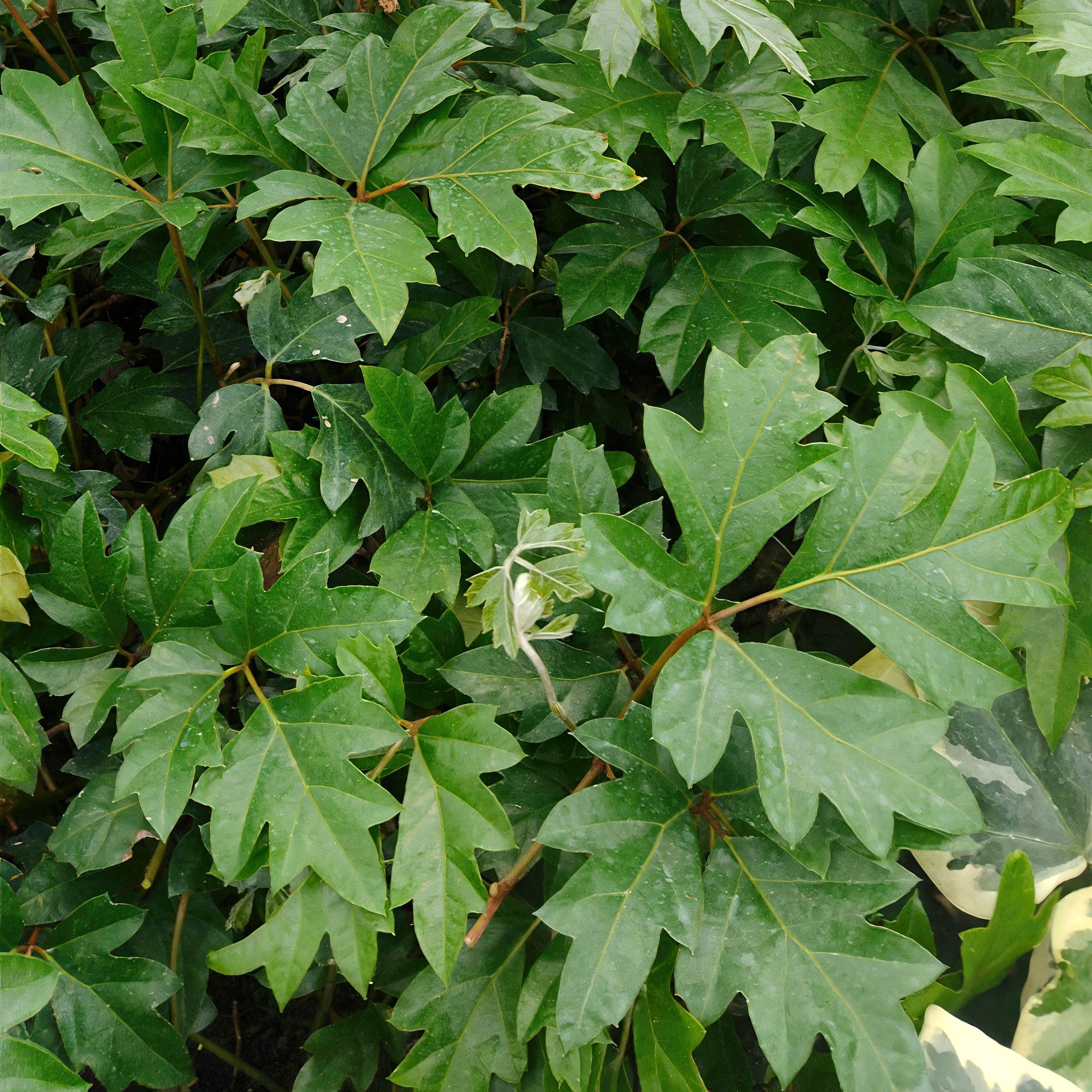 6 in. Cissus Ellen Danica Oak Leaf Plant in Grower Container