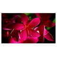 thumbnail image 6 of Red Hawaiian Live Plumeria Plant Cutting 9"-12" Long, Full Sun, #C1 BalyFovin, 6 of 6