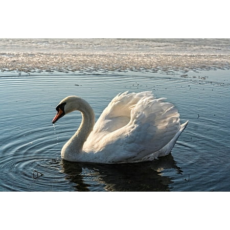 Bird Large Poster - LAMINATED POSTER Lake Landscape Nature Spring Swan Water Ice Bird Poster Print 24 x 36