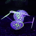 thumbnail image 5 of Aquarium Silicone Simulation Coral Ornaments Fluorescent Design Fish Tank Landscape Decoration Accessories, 5 of 8