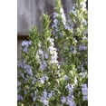 thumbnail image 2 of Rosemary Plant Live in 4'' Pot, Well Rooted Rosemary Herb Plant for Planting Indoor Outdoor, 6-8 Inch Tall, 2 of 6