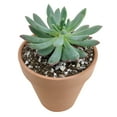 thumbnail image 3 of Echeveria Sedeveria Blue Elf (4"+ Plastic Pot) - Tiny, Lovely, Easy to Care Rosette Succulents - Live Succulents for Home Indoor Place, 3 of 9