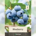 thumbnail image 2 of Blueberry, Top Hat 1 gal, 2 of 9
