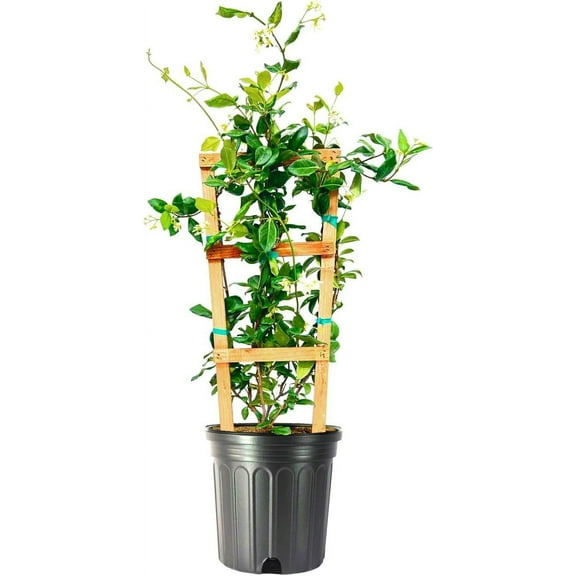 Star Jasmine  1 Extra Large 3 Gallon Plant  Trachelospermum Jasminoides  Fragrant Climbing Vine  Ideal for Trellises and Arbors