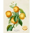thumbnail image 2 of Risso, A. 15x18 White Modern Wood Framed Museum Art Print Titled - French Orange Botanical III, 2 of 4