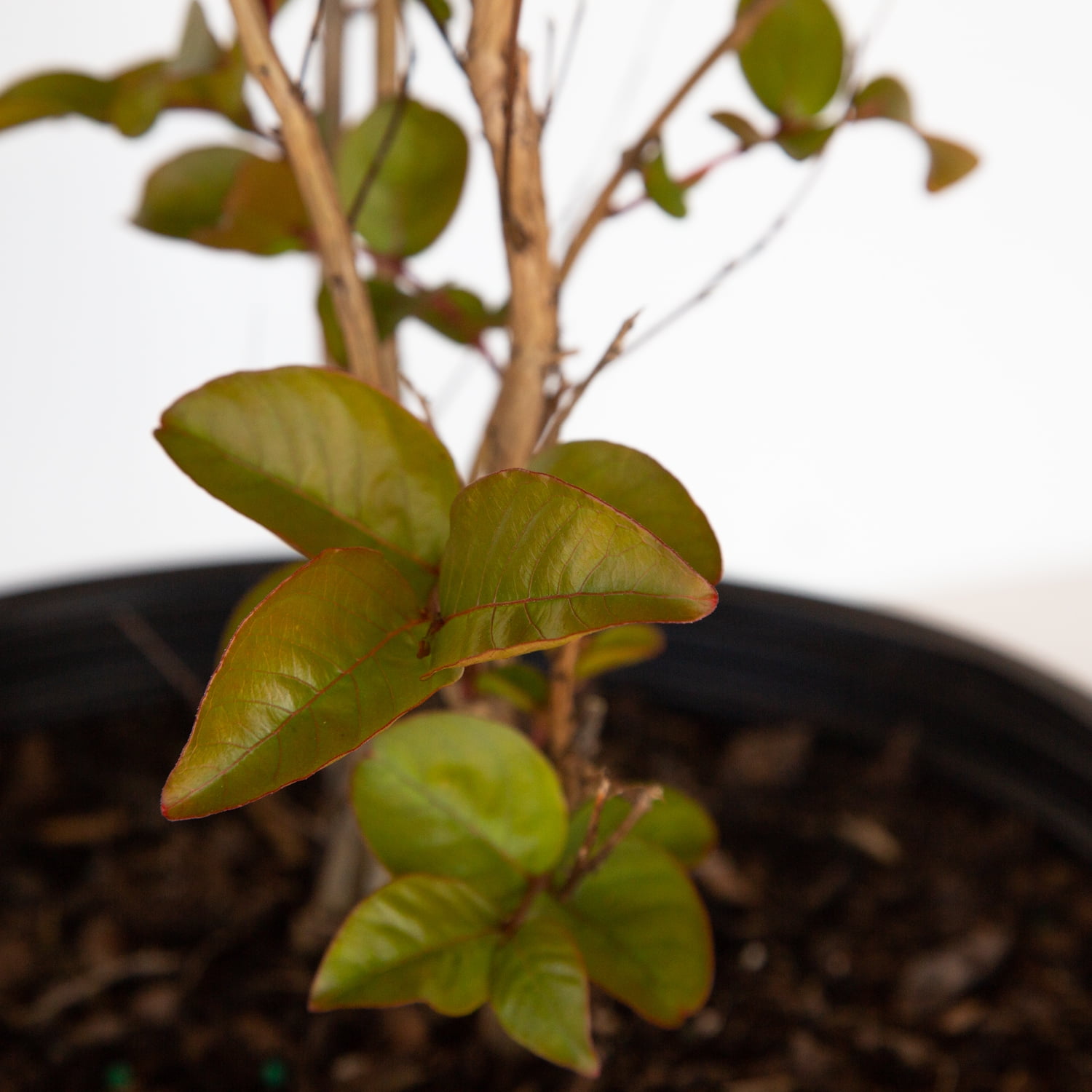 Expert Gardener 2.5 Gal. Miss Frances Crape Myrtle Tree with Red Blooms and Green Foliage