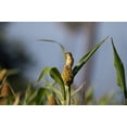 thumbnail image 4 of 50 MENNONITE SORGHUM Sugar Cane Sorghum Bicolor Grain Vegetable Seeds, 4 of 8