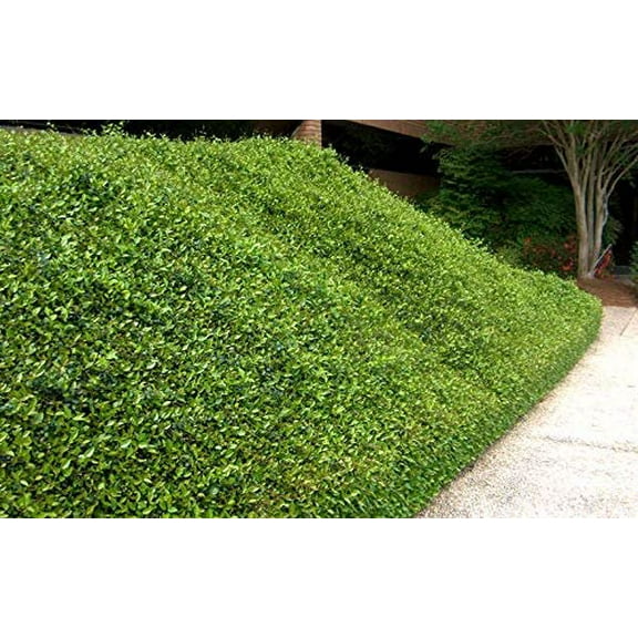 Asiatic Jasmine Minima - 60 Live Plants - Asian Ground Cover Fully Rooted with Soil