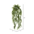 thumbnail image 3 of Vickerman 30" Artificial Green Buckler Fern Vine., 3 of 9