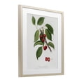 thumbnail image 4 of Latin Study of Cherry Plant Birch Framed Print Under Glass, design by Lettered and Lined, 4 of 10