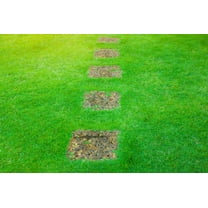 3000 Seeds Emerald Zoysia Grass Seeds for Planting, Zenith Zoysia Seeds for Lawn, Easy to Grow