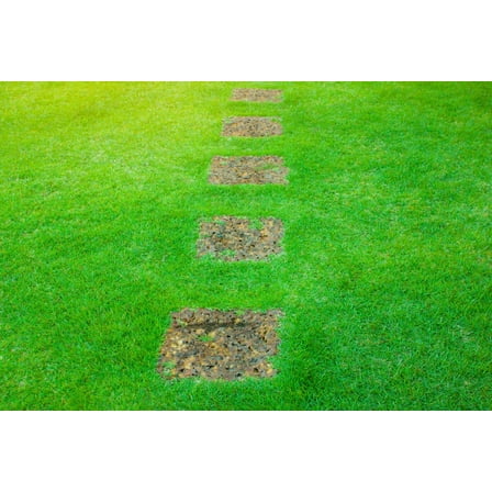 3000 Seeds Emerald Zoysia Grass Seeds for Planting, Zenith Zoysia Seeds for Lawn, Easy to Grow