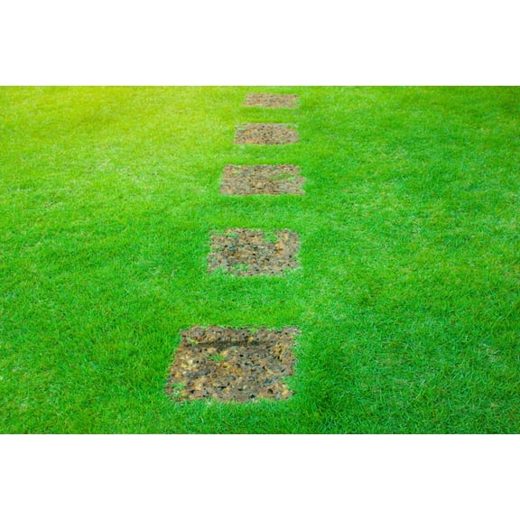 3000 Seeds Emerald Zoysia Grass Seeds for Planting, Zenith Zoysia Seeds for Lawn, Easy to Grow