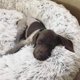 thumbnail image 5 of Camas para perros medianos y grandes: cama ovalada para perros, cama para perros tipo donut, cama para gatos, suave y esponjosa, alfombra redonda para perros, lavable, sofá para perros, 5 of 5