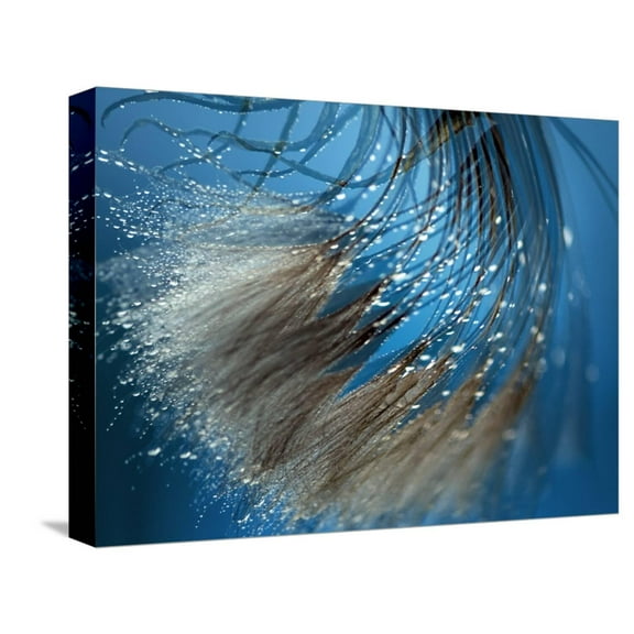 Art.com Waterdance Stretched Canvas Print Wall Art by Ursula Abresch, 16" x 12"
