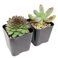 thumbnail image 5 of Pet-friendly Succulent Pack - Set of 8, 5 of 5
