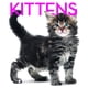 thumbnail image 1 of KITTENS CUBEBOOK: CUBE BOOK WHITE STAR RITA MABEL SCHIAVO, 1 of 1