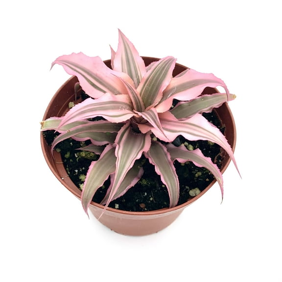 Cryptanthus Hot Pink Earth Star Easy Air Purifying Houseplants in 4" Pot