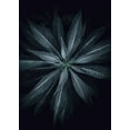 thumbnail image 2 of Design Fabrikken 11x14 Black Ornate Wood Framed with Double Matting Museum Art Print Titled - Star Flower, 2 of 4