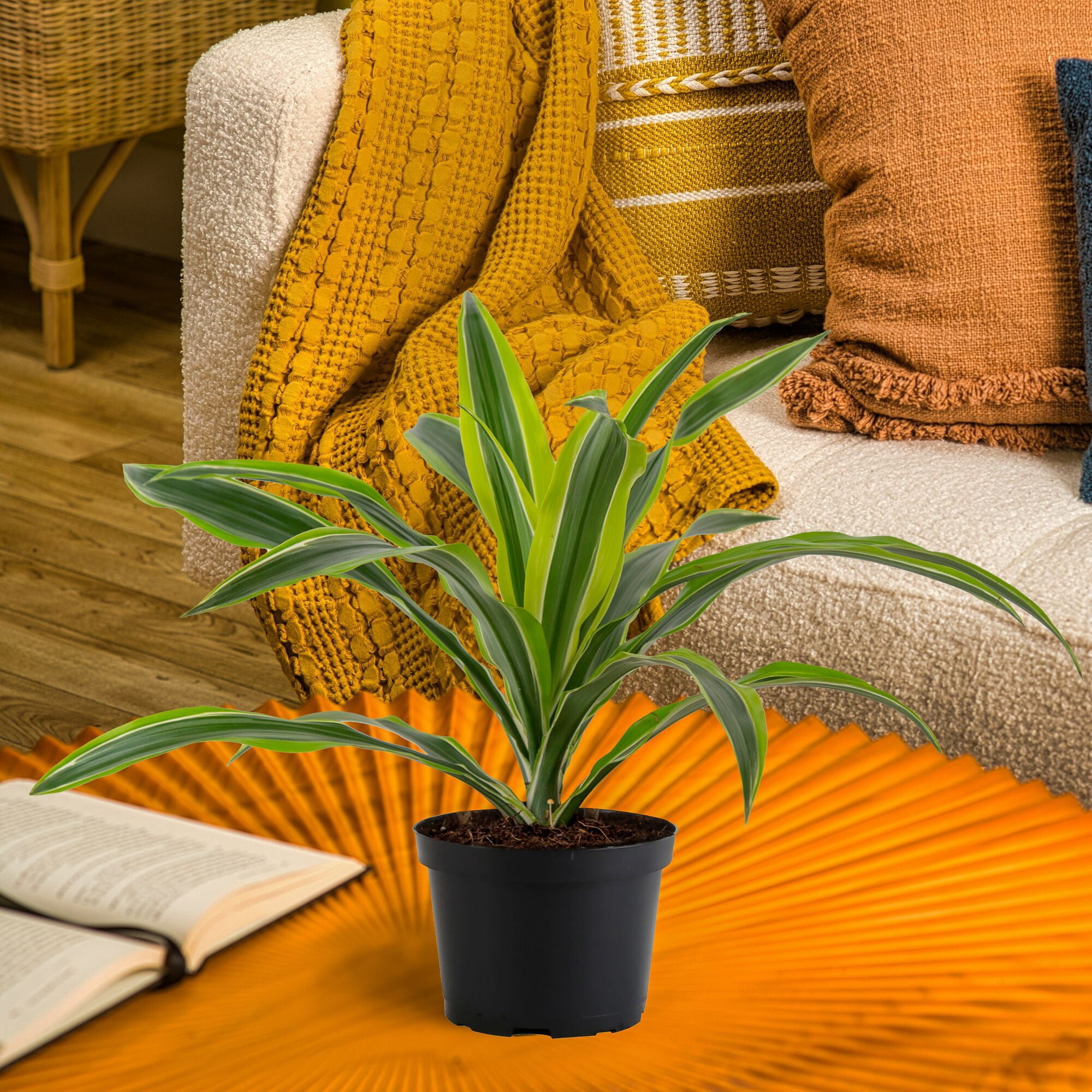 Expert Gardener 16" Foliage Live Plants Grower Pot, Air-Purifying