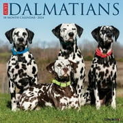 Just Dalmatians 2024 12 X 12 Wall Calendar (Other)