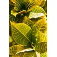 thumbnail image 2 of Millet, Karyn 13x18 Gold Ornate Wood Framed with Double Matting Museum Art Print Titled - Green Leaves II, 2 of 4