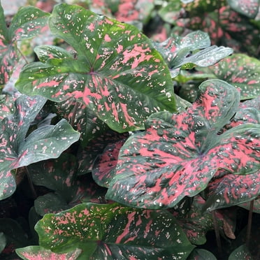 Van Zyverden Caladiums Fancy Leaf Freckles Set of 3 Bulbs Multicolor Full Shade