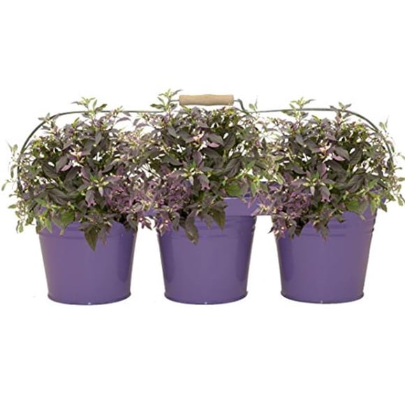 Houston International Trading 8333E V Jardinière Triple Émaillée Galvanisée avec Poignée en Bois pour Pots de 6,5 Pouces, Violet