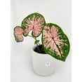 thumbnail image 3 of Caladium Pink Splash - Live Air-Purifying Indoor Plant in Nursery Pot – Easy Care, Low Maintenance Houseplant for Home & Office Decor, Natural Air Cleaner, Best for Beginners, 3 of 7