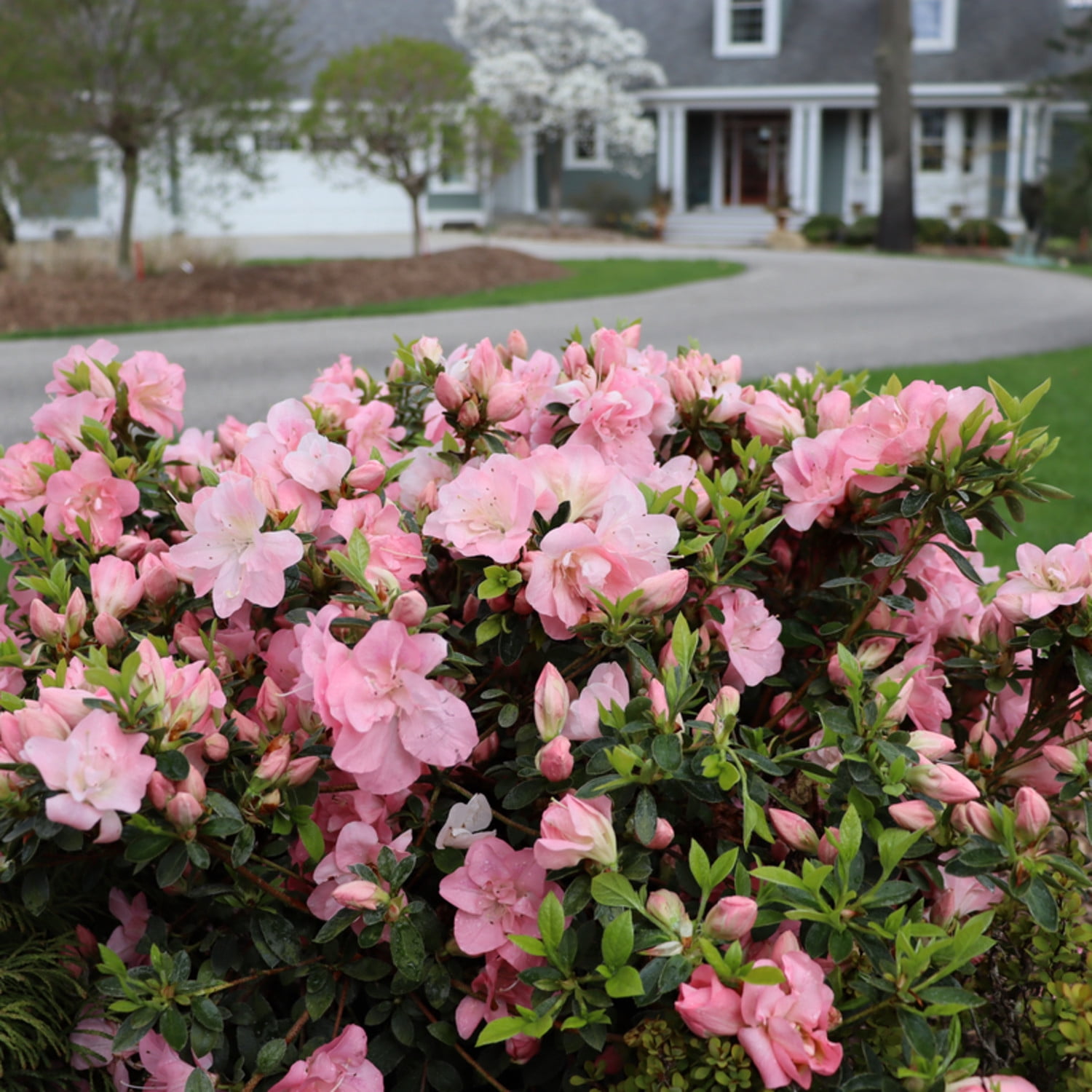 Proven Winners ColorChoice 5" Perfecto Mundo Pink Carpet Reblooming Azalea Live Plant in 4.5" Pot (4 Count)