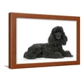thumbnail image 1 of Black Poodle Lying Down, Animals Framed Art Print Wall Art Sold by Art.Com, 1 of 5