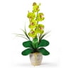 Nearly Natural Phalaenopsis Silk Orchid Flower Arrangement, Green