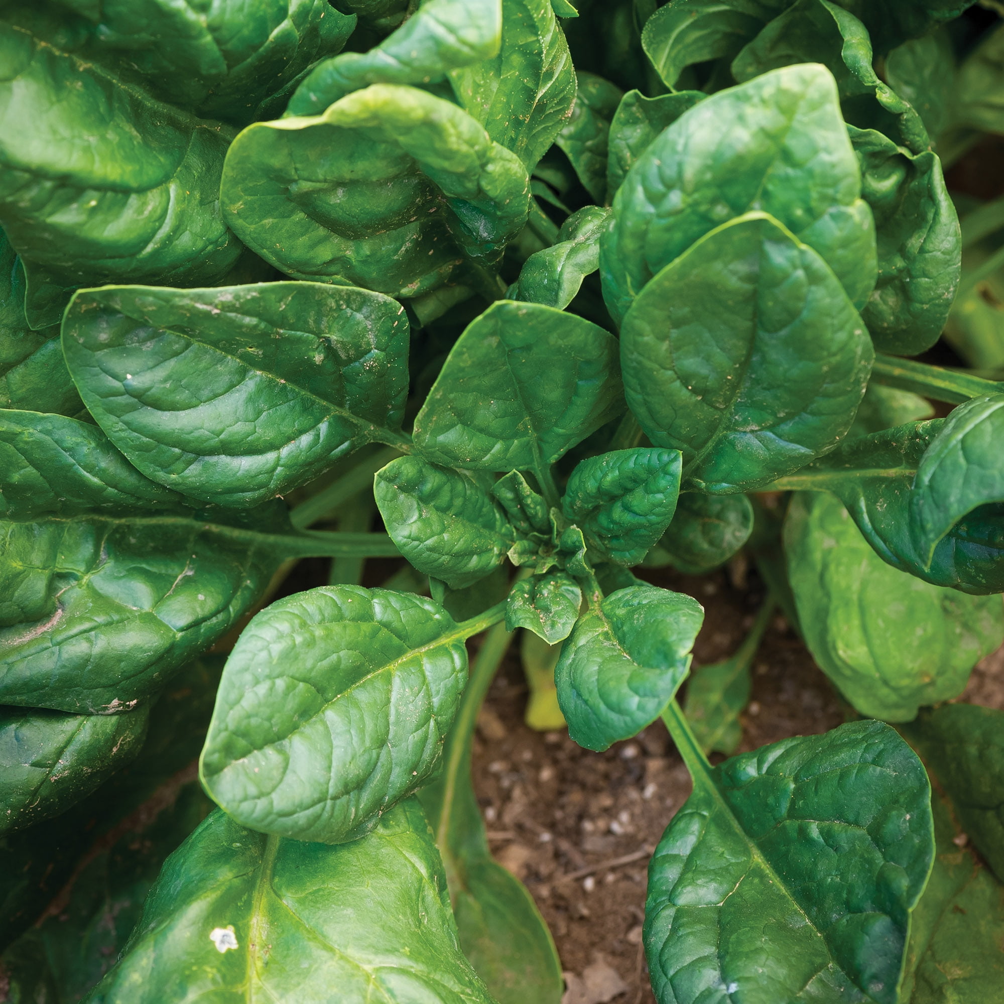 Burpee Salad Sensation Hybrid Spinach Seeds - Non-GMO, Vegetable Gardening Seeds, 2.5g, 1-Pack