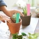 thumbnail image 4 of Etiquetas de plantas Ticfox 100 piezas PVC Para plantas Flores Macetas, 4 of 12