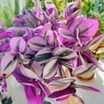 thumbnail image 4 of Tradescantia Nanouk, 1 Pack Rare Live Succulent Plant Fully Rooted in 4" Pot, Real House Plant for Indoor Outdoor Home Office Wedding Decoration Party Favor, 4 of 6