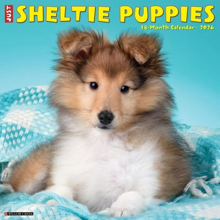 Willow Creek Press, Just Sheltie Puppies 2026 Wall Calendar, 12'' X 12'', 18-Month Calendar with Stapled Binding