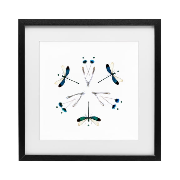 Stupell Industries Eclectic Simple Dragonfly Symmetry Black Framed Print Under Glass, 13 x 13, by Beth Adoette