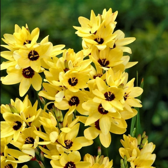 Easy to Grow Ixia Yellow Emperor 20 Plant Bulbs, Spring Summer Zones 8-10
