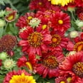 Gaillardia x Grandiflora Mesa Red Blanket Flower Drought Tolerant ...